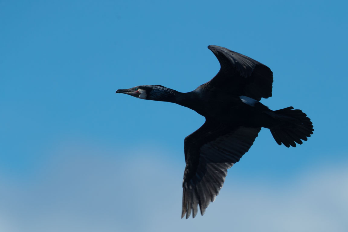 Storskarv, Great Cormorant, Phalacrocorax carbo