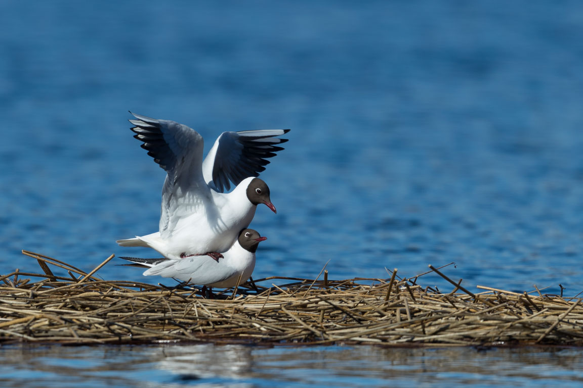 Skrattmås, Black-headed gull, Chroicocephalus ridibundus