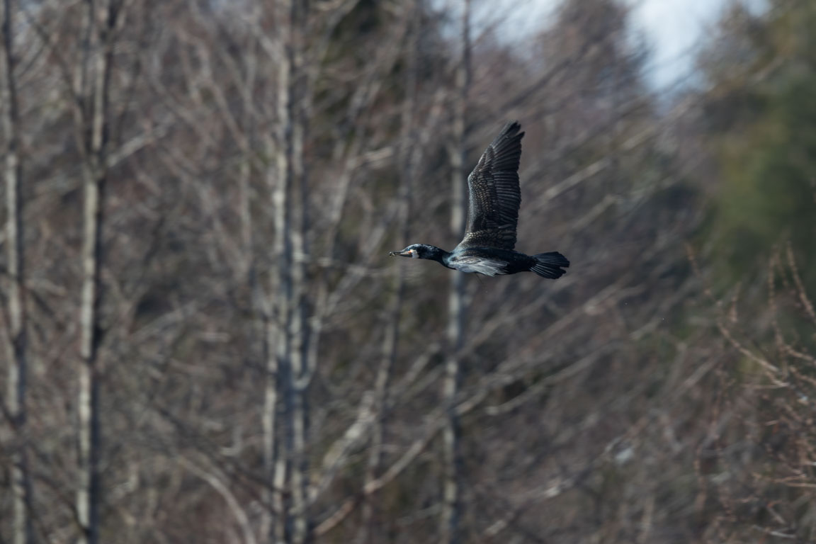 Storskarv, Great Cormorant, Phalacrocorax carbo