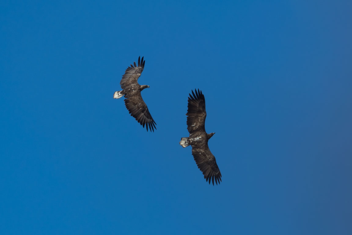 Havsörn, White-tailed Eagle, Haliaeetus albicilla