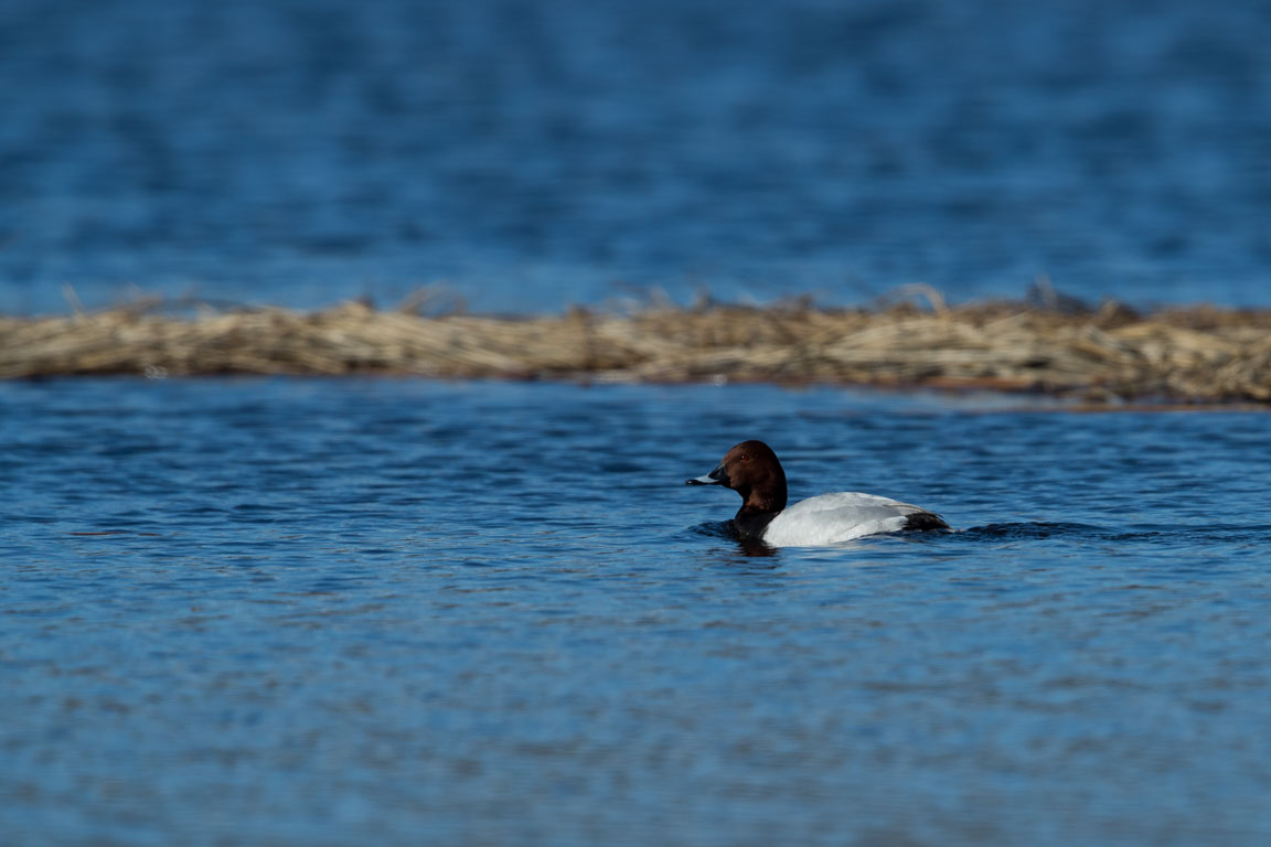 Brunand, Common pochard, Aythya ferina