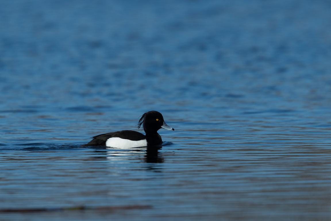 Vigg, Tufted duck, Aythya fuligula