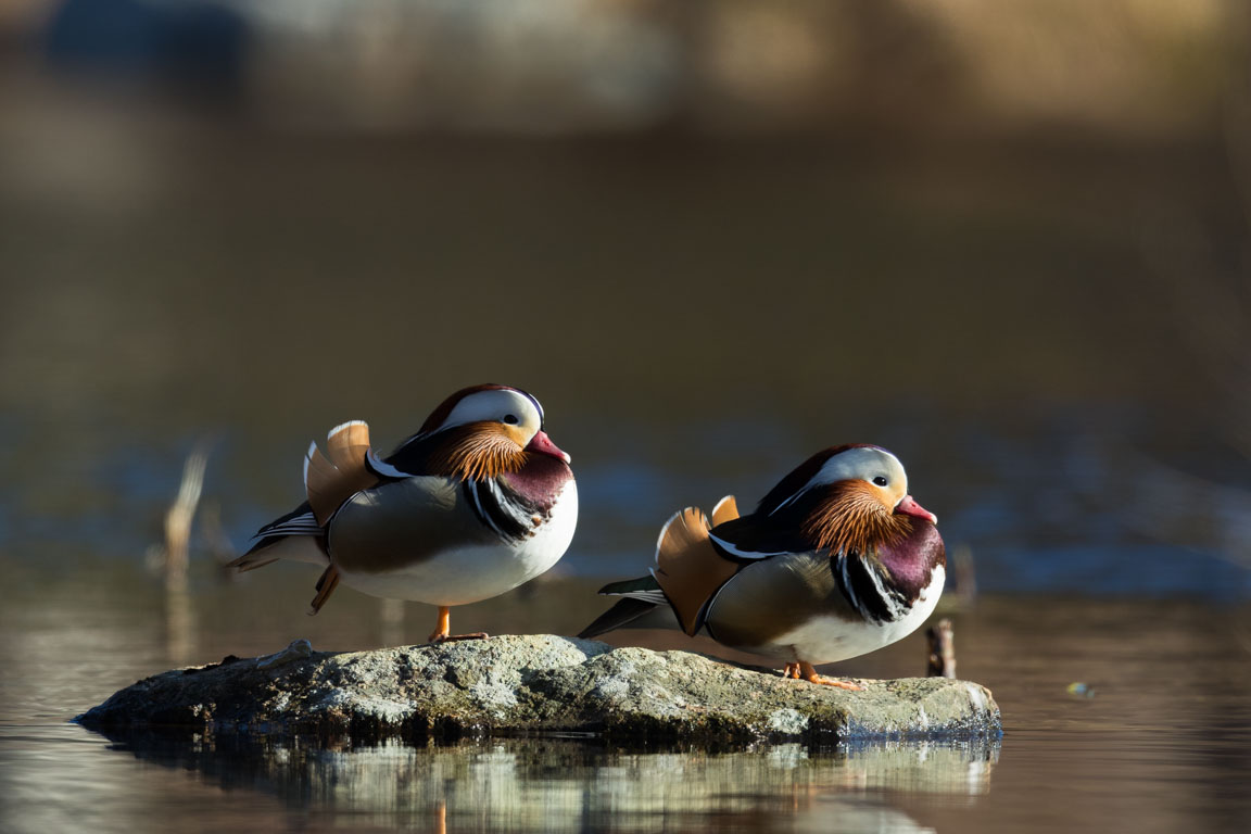 Mandarinand, Mandarin Duck, Aix galericulata