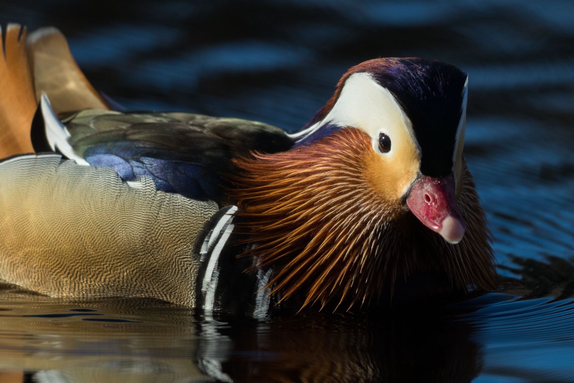 Mandarinand, Mandarin Duck, Aix galericulata