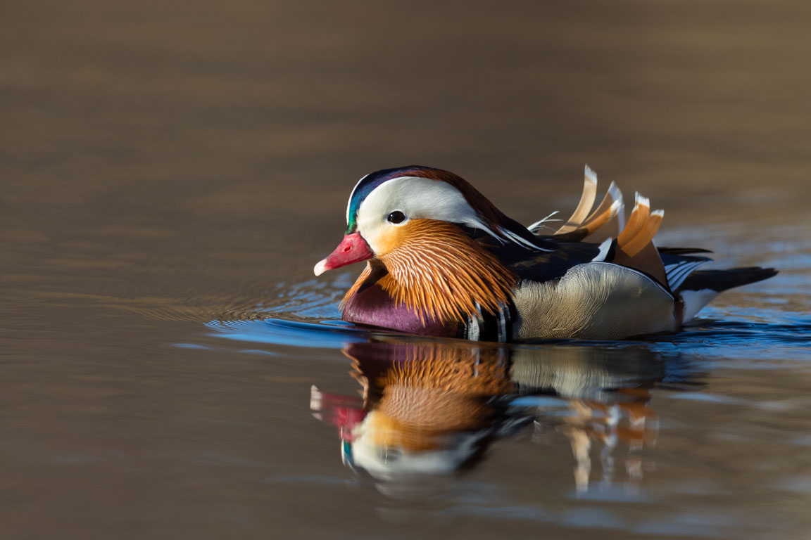 Mandarinand, Mandarin Duck, Aix galericulata