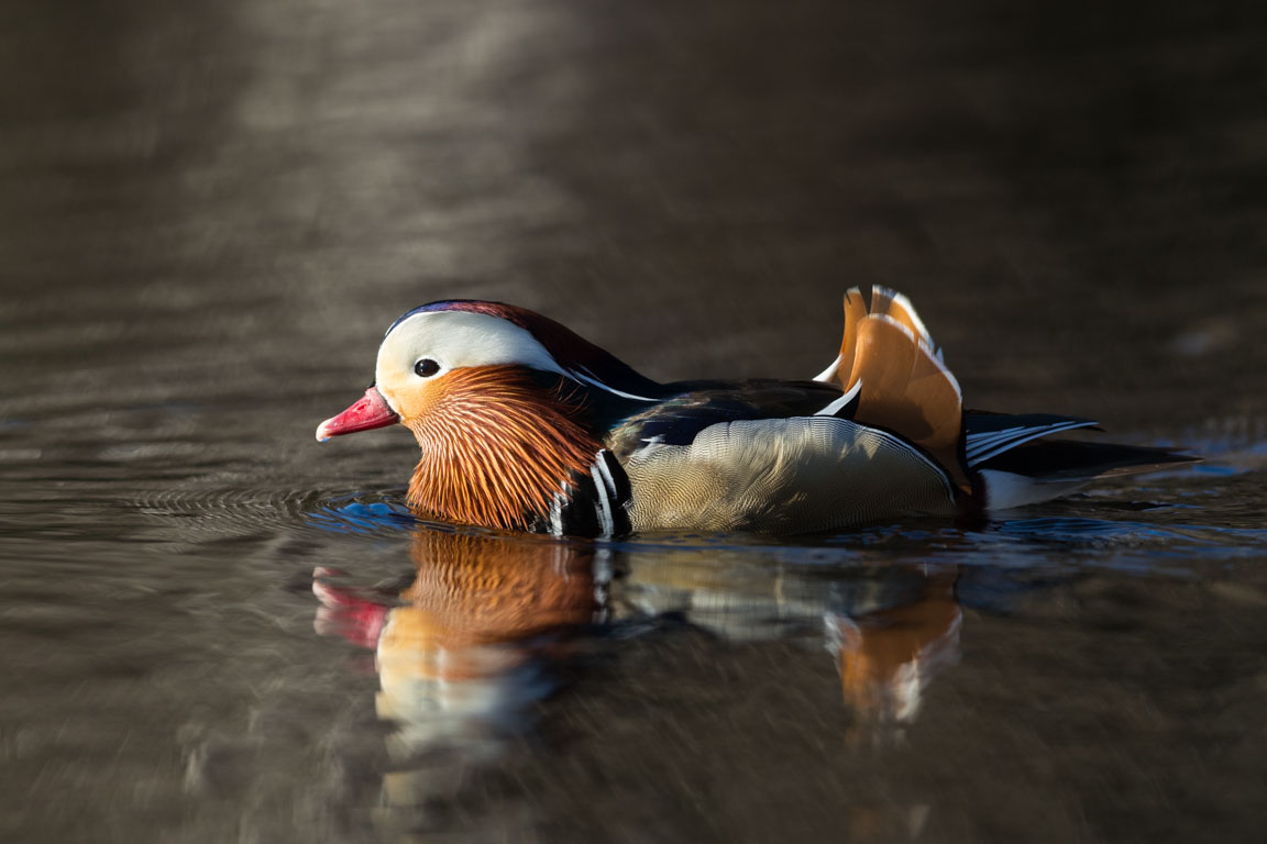 Mandarinand, Mandarin Duck, Aix galericulata