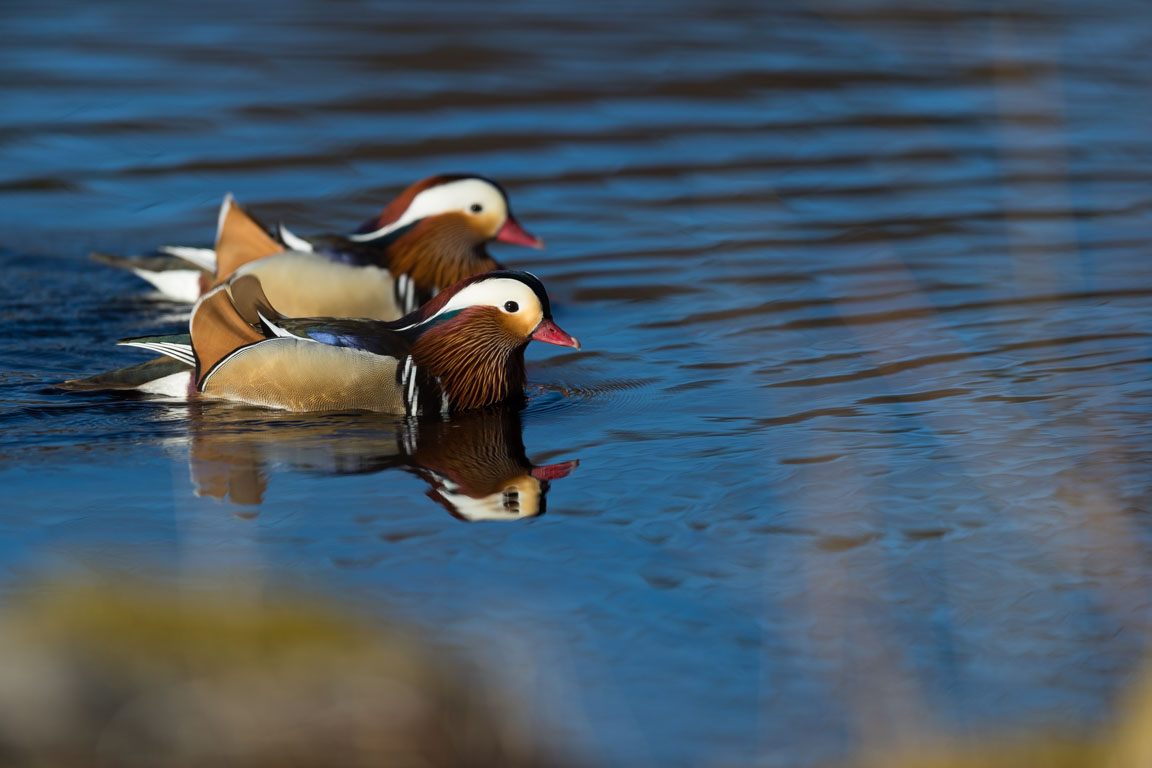 Mandarinand, Mandarin Duck, Aix galericulata