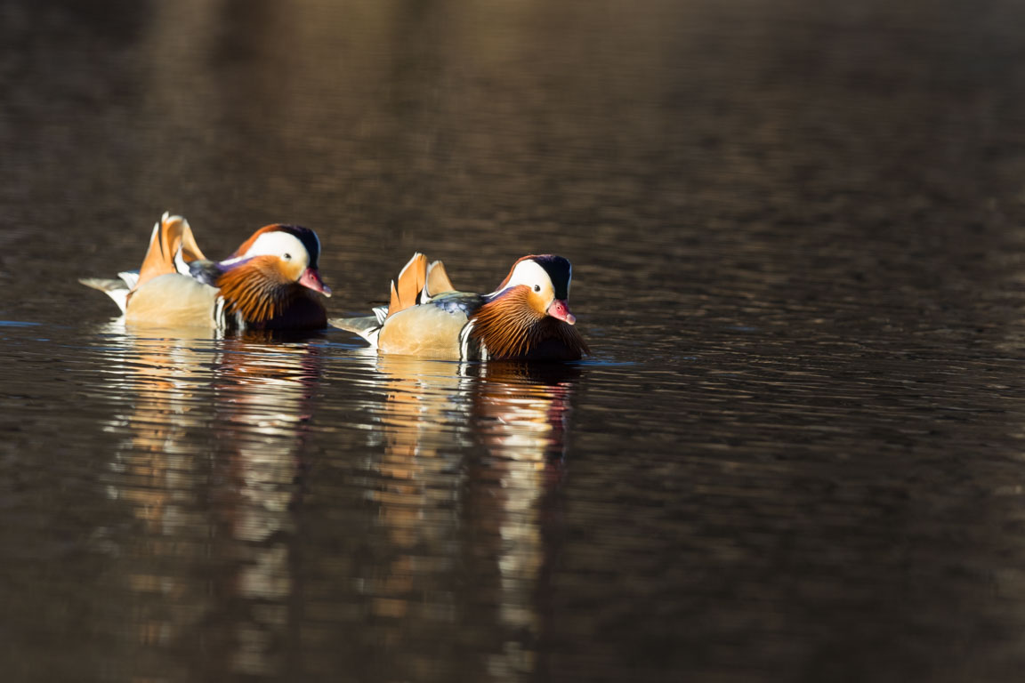 Mandarinand, Mandarin Duck, Aix galericulata